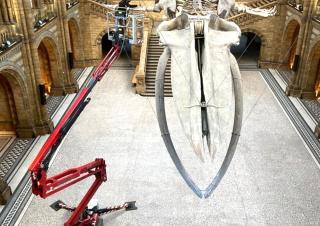 Gelenk Arbeitsbühnen Gelenkarbeitsbühnen auf Raupen Hinowa Lightlift 17.75 Performance IIIS MK3