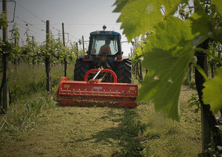 Mulcher Maschio Tigre 250