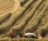 Allrad-Traktoren Case IH Quantum 100 CL Rops