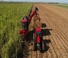 Mähdrescher Case IH Austoft 9900