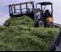 Radlader Giant D 337 T