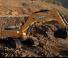 Raupenbagger Case CX800B